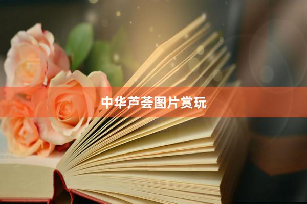 中华芦荟图片赏玩